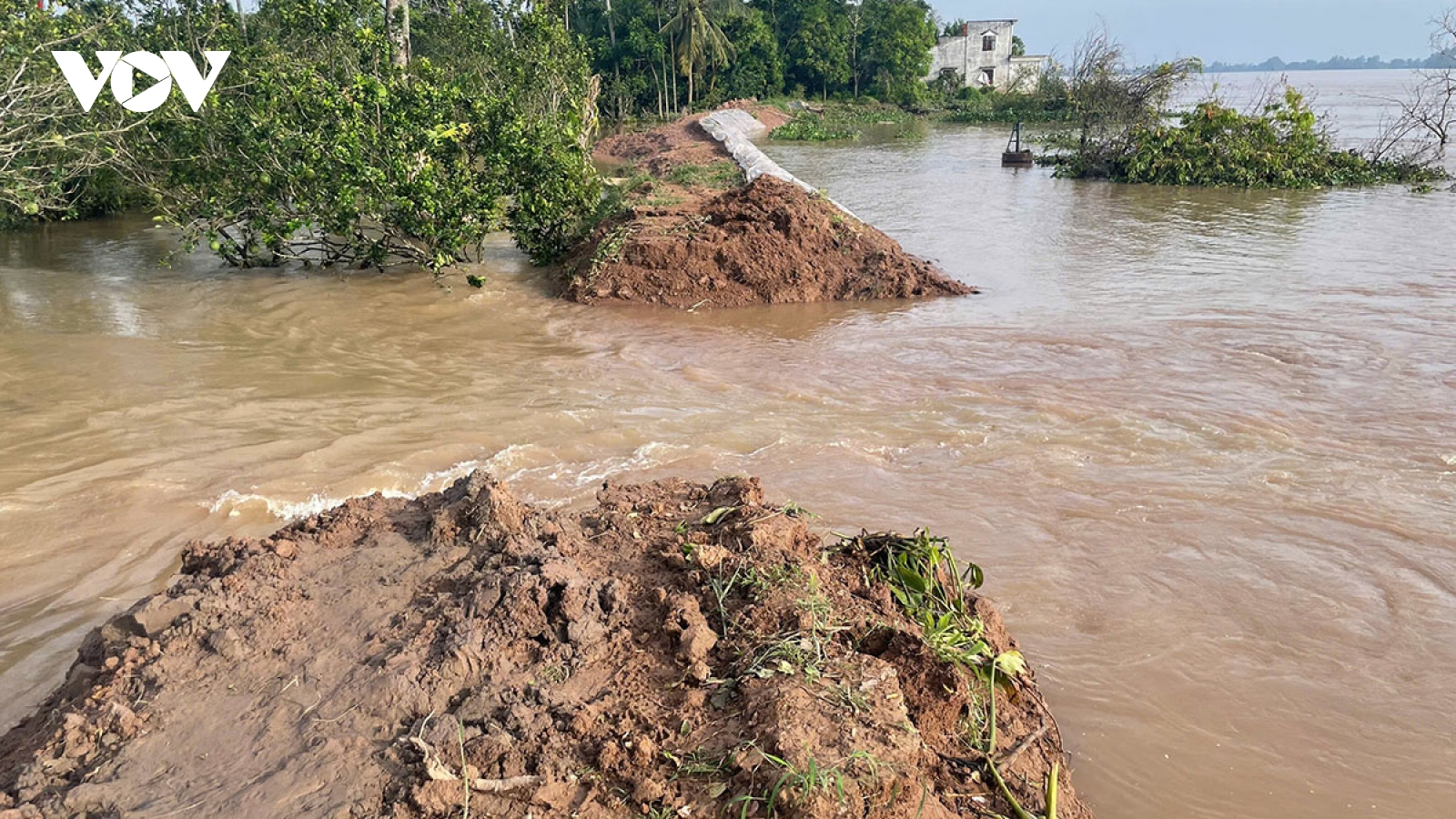 Vỡ đê cồn Thanh Long tại Vĩnh Long gây ngập trên diện rộng