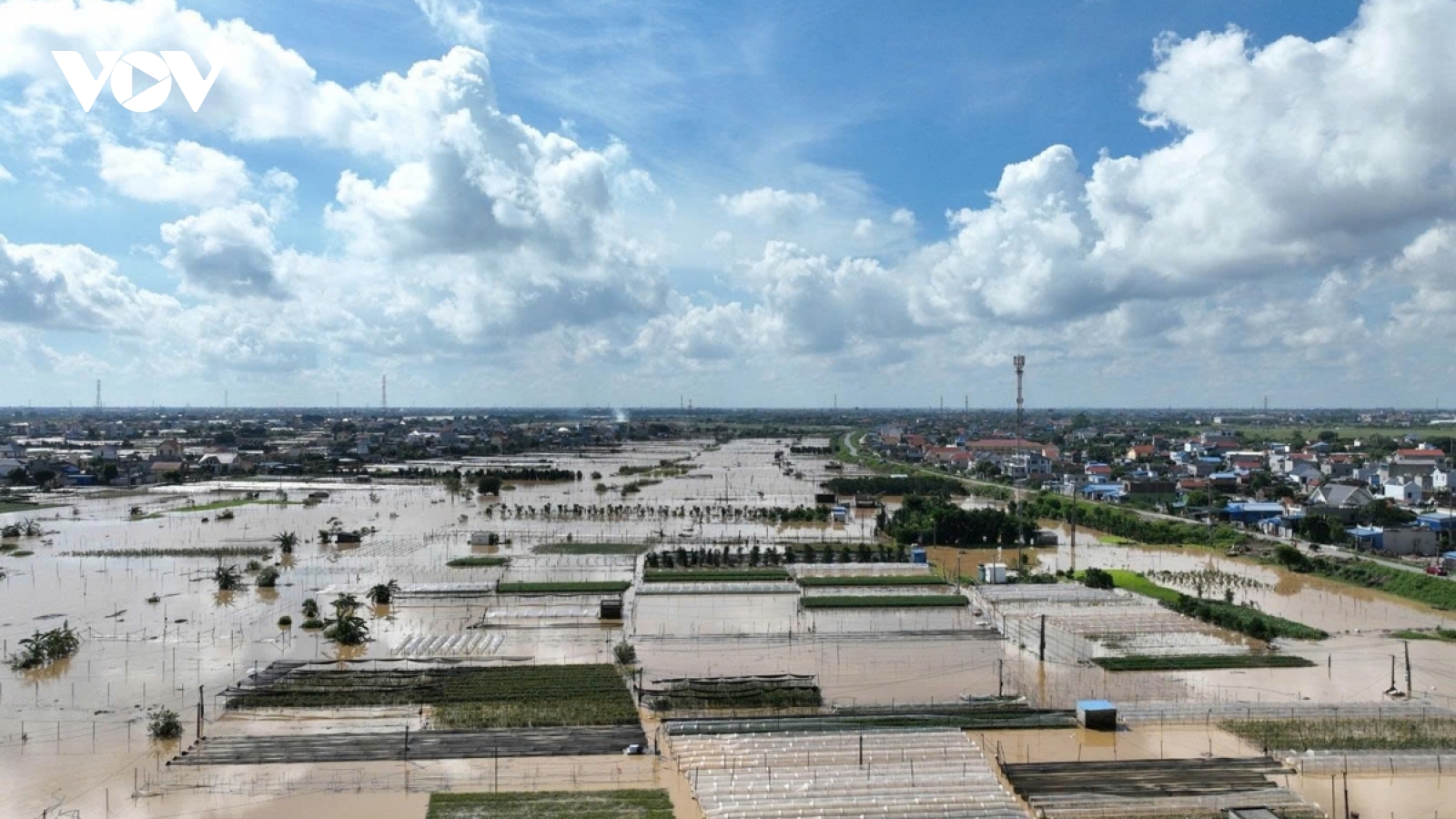 Làng hoa Mỹ Tân (Ninh Bình) bị chìm trong lũ, nông dân lo trắng tay