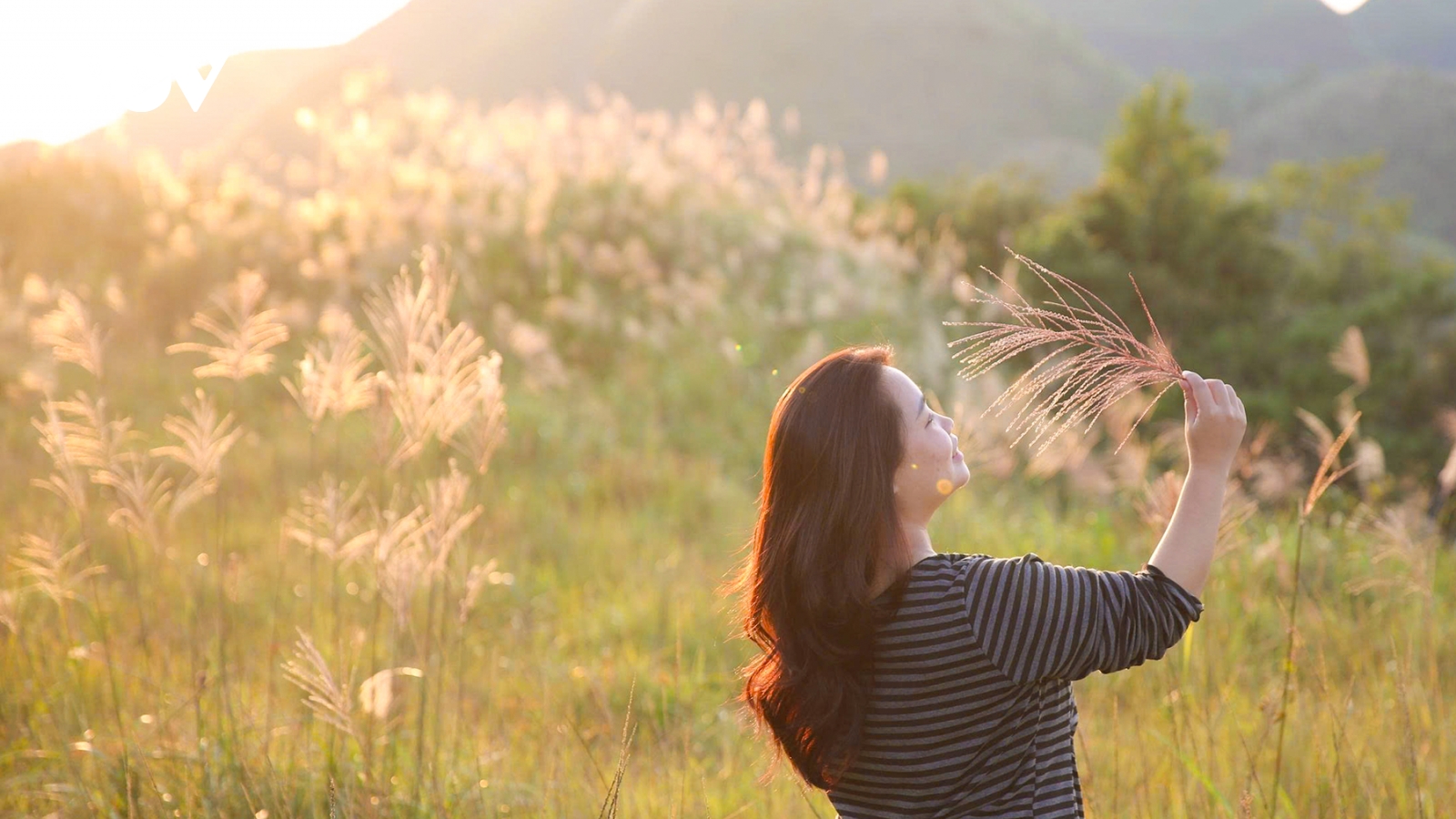 Rộn ràng lúa vàng, lau trắng vào mùa trên biên cương Quảng Ninh