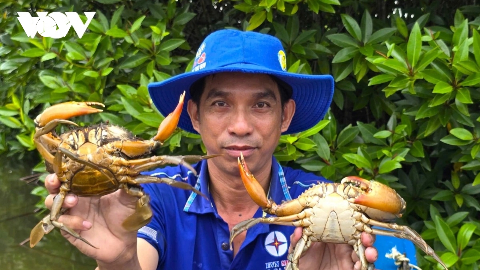 "Cua Cà Mau" - từ đặc sản sinh thái đến ngành kinh tế mũi nhọn