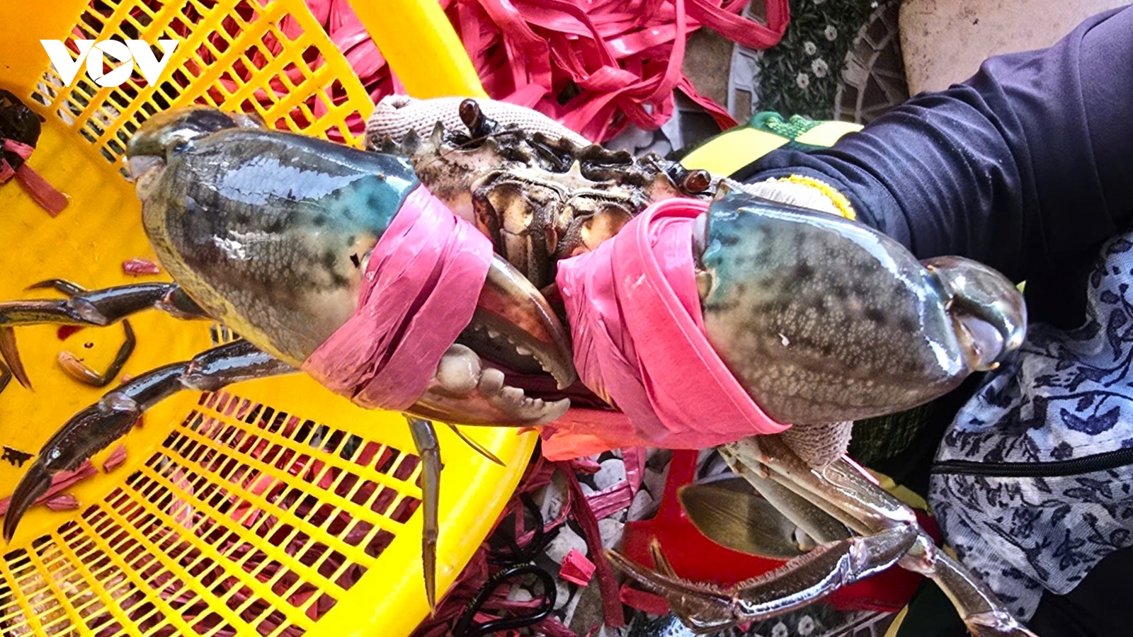 Ngày hội cua Cà Mau: Người dân mong "giá bền", HTX muốn "xuất ngoại"