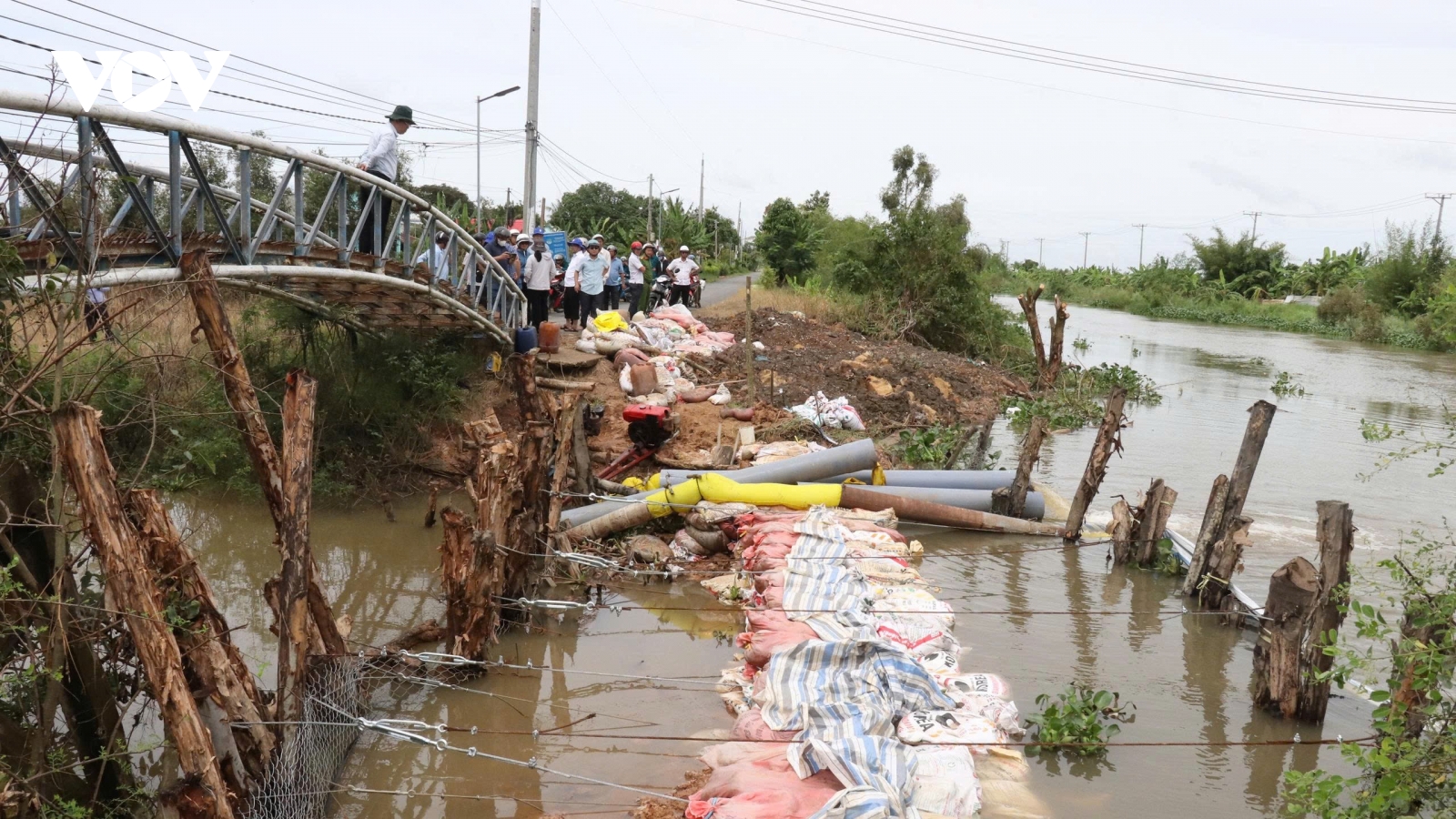 Tây Ninh chạy đua với triều cường, tổng lực bảo vệ 8.000ha lúa