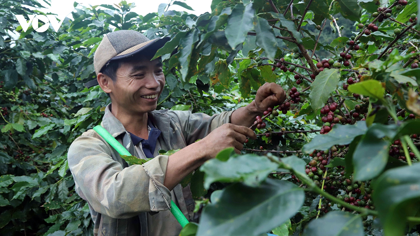 Giá cà phê hôm nay 6/11: Cà phê trong nước có nơi giảm 500 đồng/kg