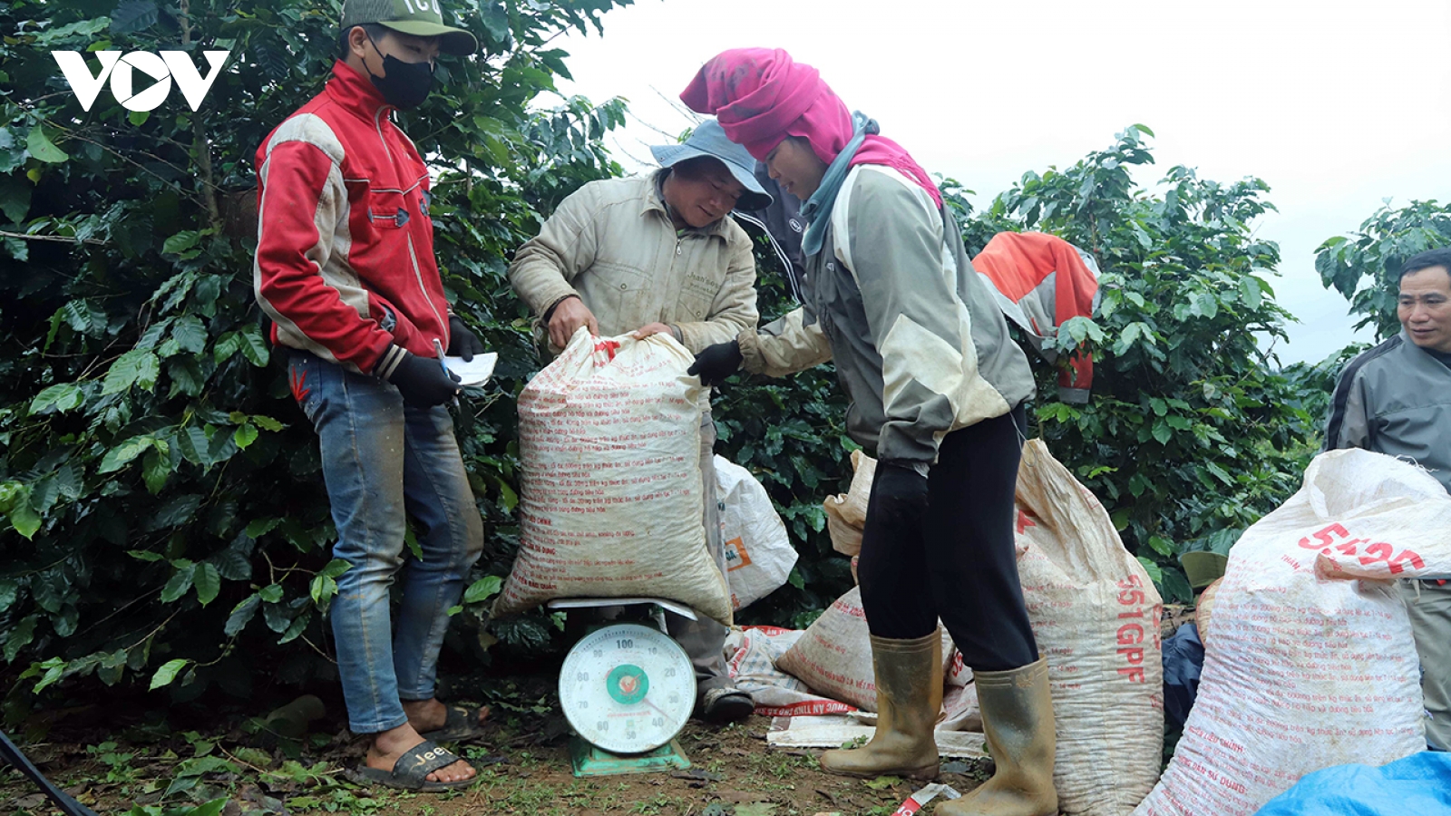 Giá cà phê hôm nay 9/11: Cà phê trong nước có nơi tăng 2.700 đồng/kg