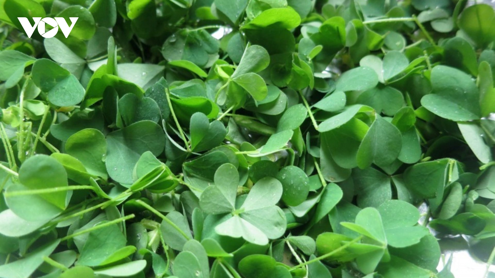 Cây thuốc quý không trồng vẫn mọc đầy vườn, ăn vào chua dịu lại ít người chú ý