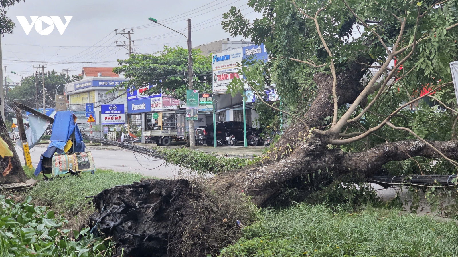 Cây xà cừ bật gốc, chắn ngang đường tại Cần Thơ