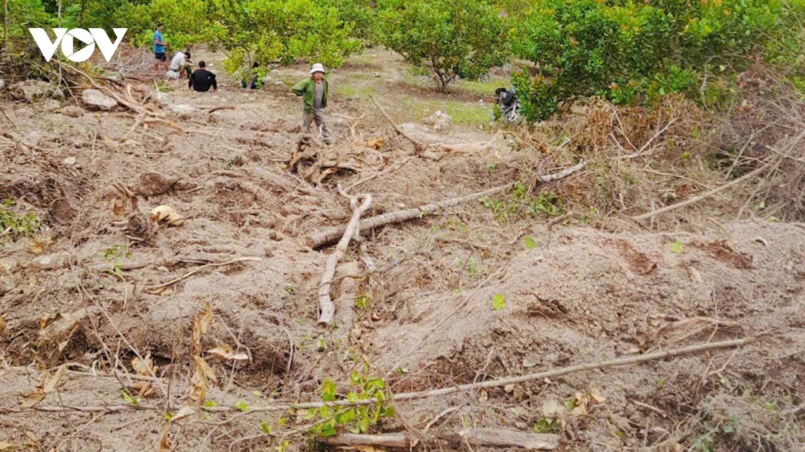 Hơn 6.000 m2 rừng tự nhiên ở Gia Lai bị phá và đốt nham nhở