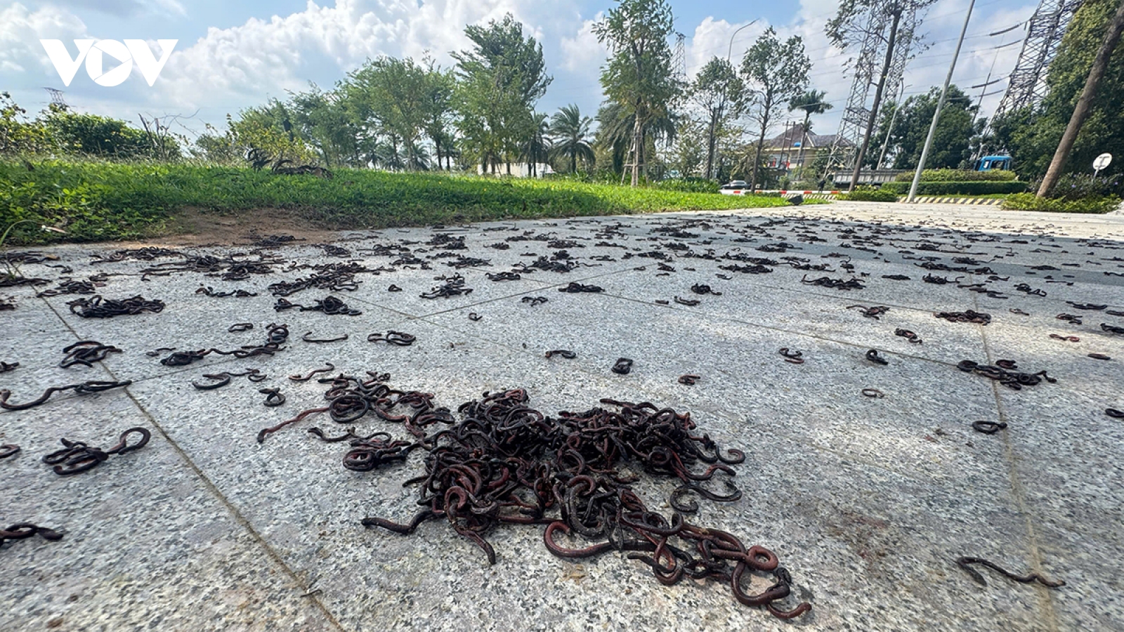 Nguyên nhân hàng ngàn con giun đất ngoi lên mặt đất, bò dày đặc gần khu đô thị