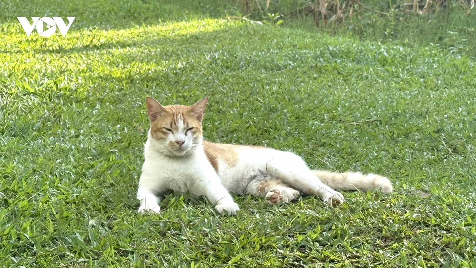 Khoảnh khắc thư giãn hiếm hoi của dân công sở Jakarta với mèo hoang