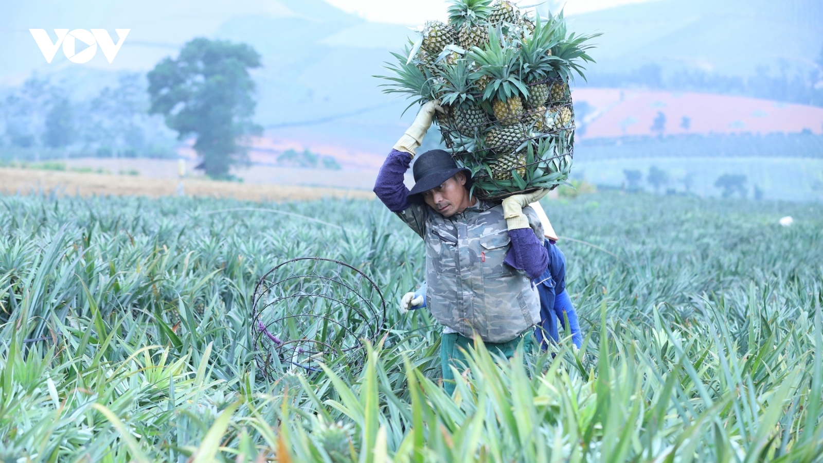 Mùa vàng dứa chín trên đất bán sơn địa Đồng Giao, Ninh Bình