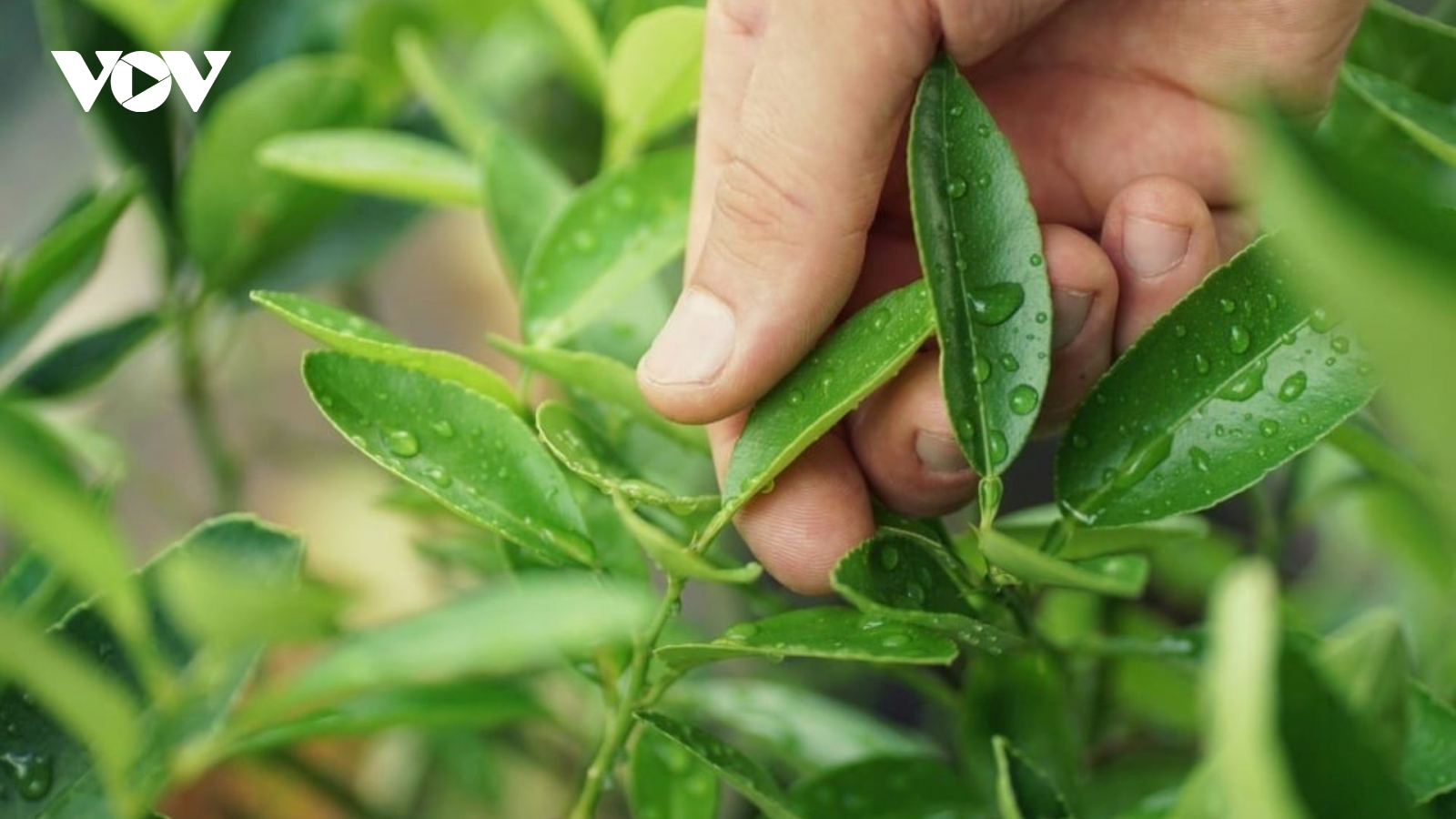 "Vị thuốc quý" ở Việt Nam mọc đầy vườn nhưng không phải ai cũng biết tận dụng