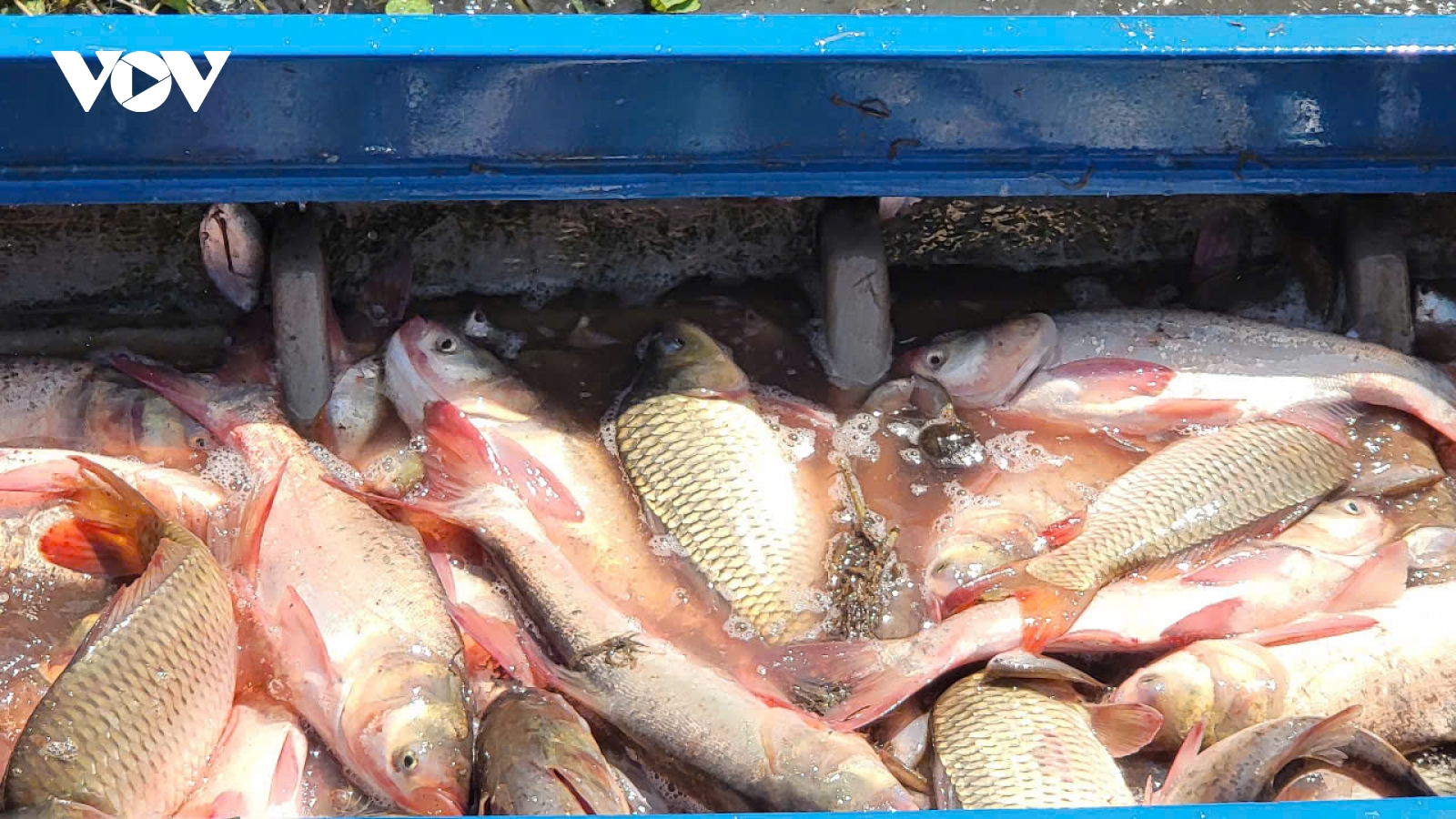 Nông dân Cần Thơ thu nhập cao từ nuôi cá ruộng mùa nước nổi