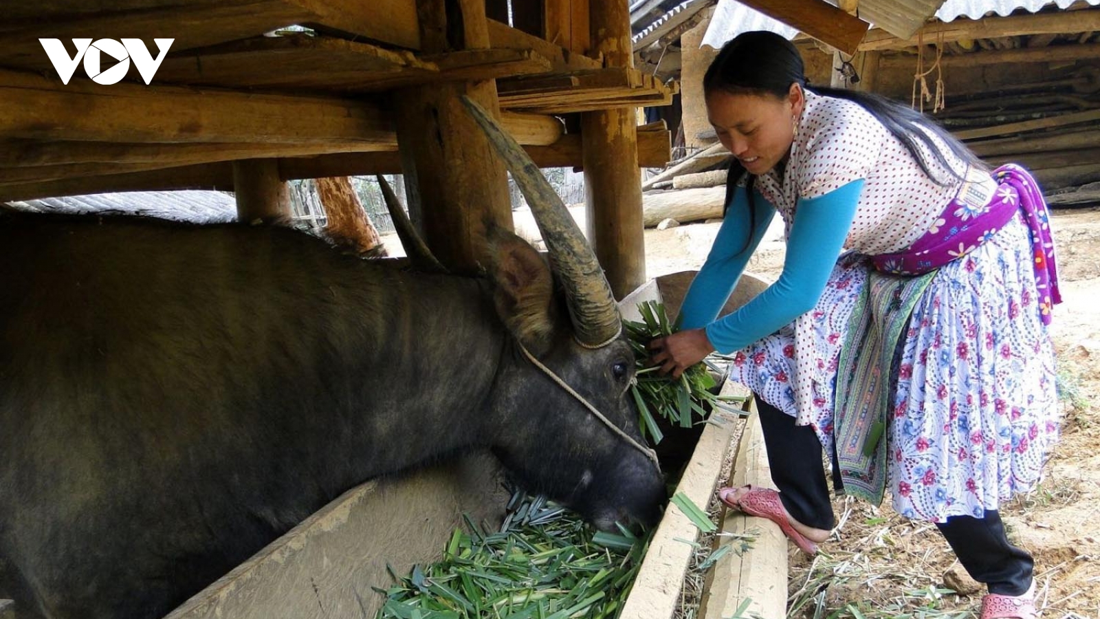 Lai Châu chủ động triển khai các biện pháp ứng phó với rét đậm, rét hại