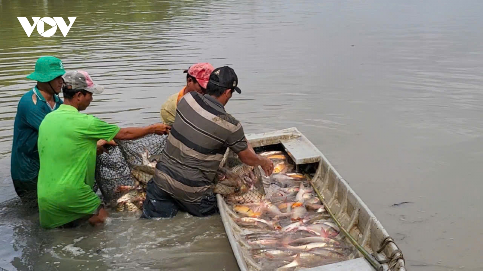 Cần Thơ nhiều mô hình sản xuất theo hướng thuận thiên