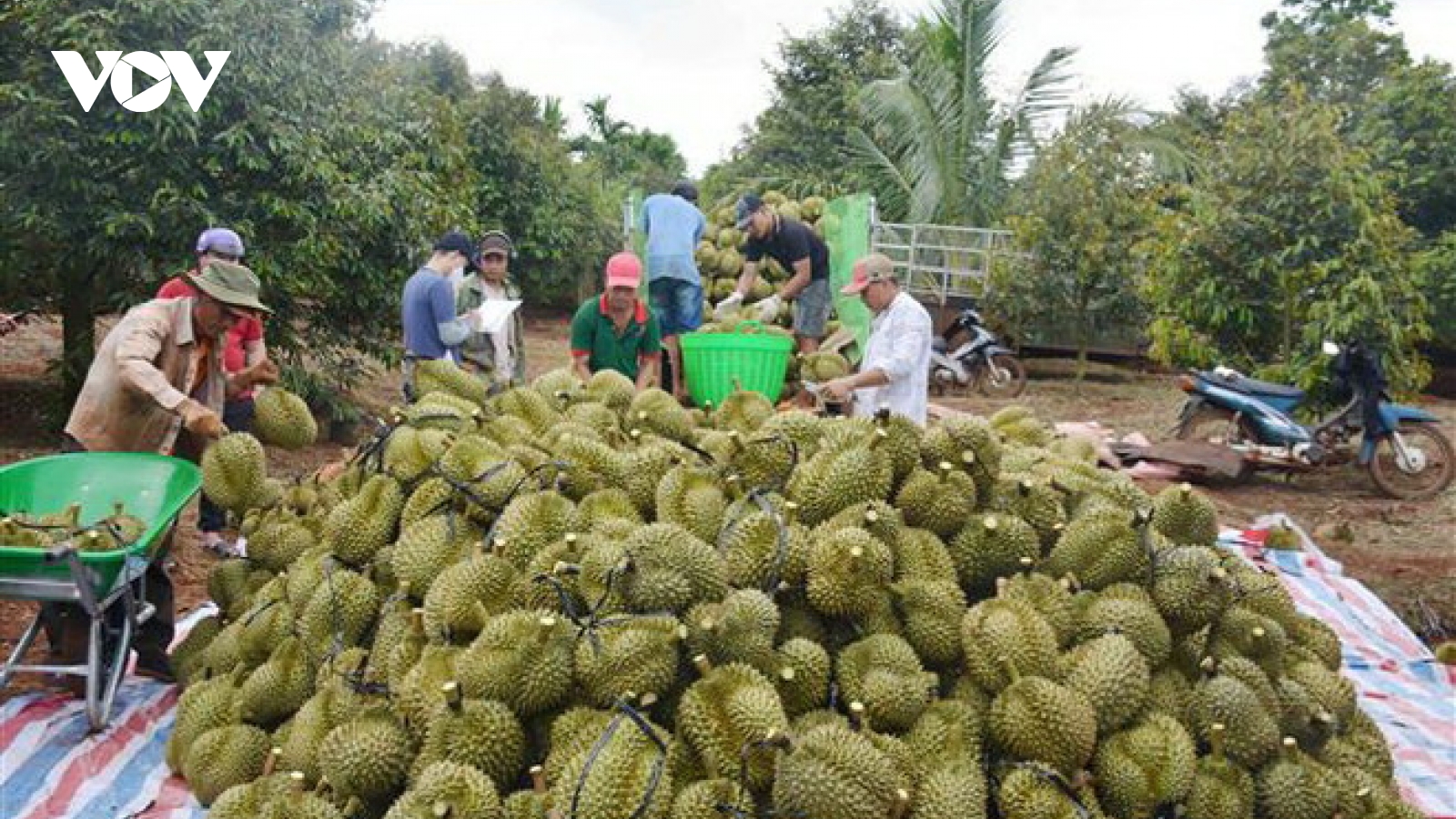 Xuất khẩu sầu riêng đã ổn định trở lại