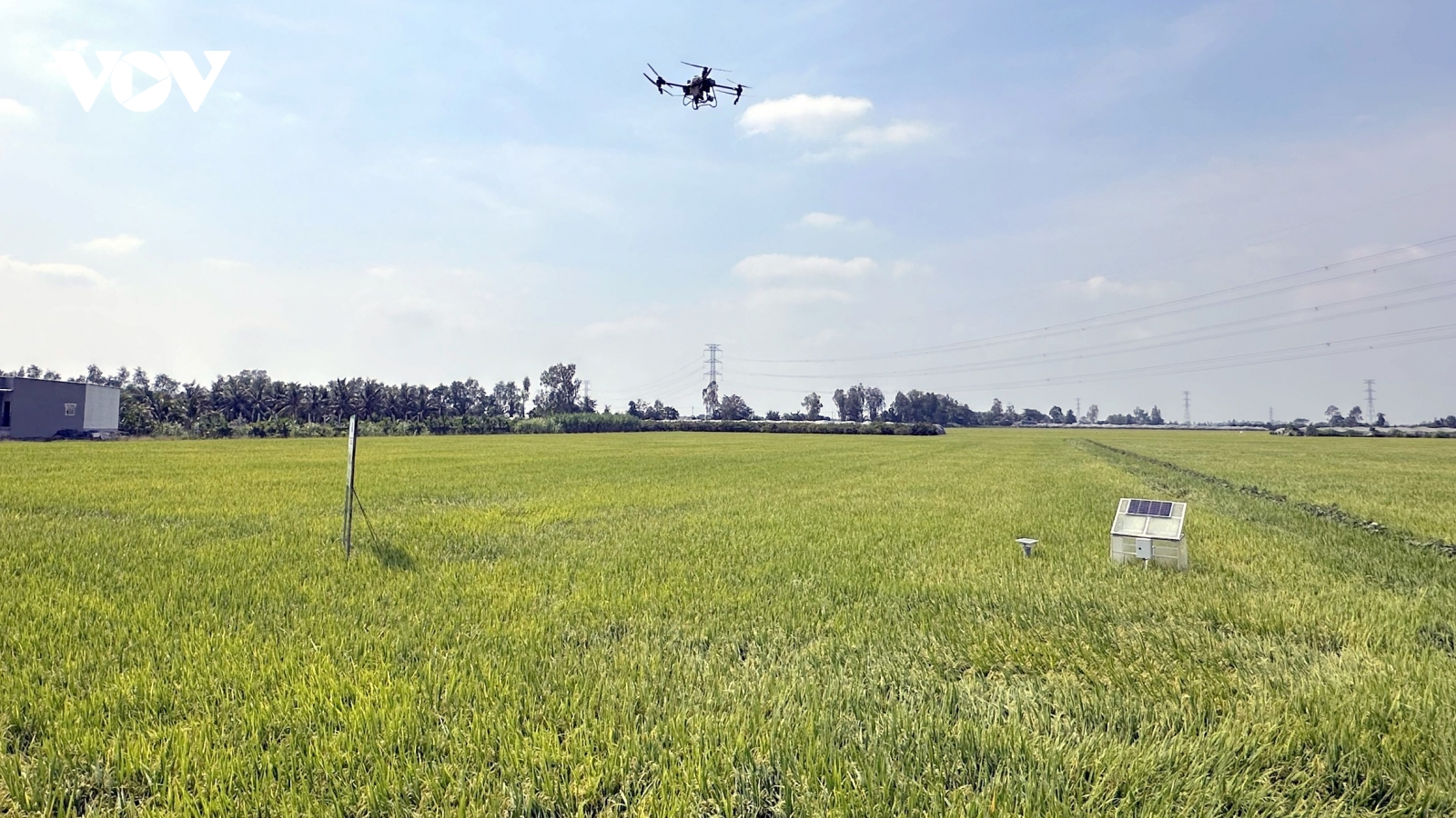 Chế phẩm sinh học, giải pháp để canh tác lúa gạo bền vững