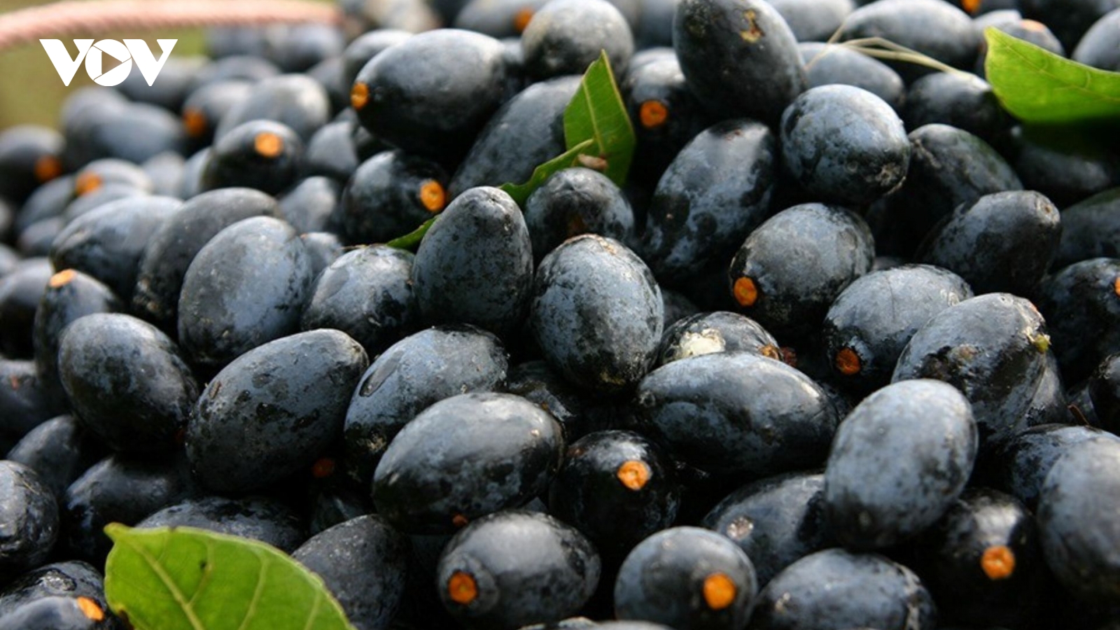 Loại quả “đen sì” cực quen mặt ở Việt Nam, ăn vào dưỡng gan lại tốt cho xương