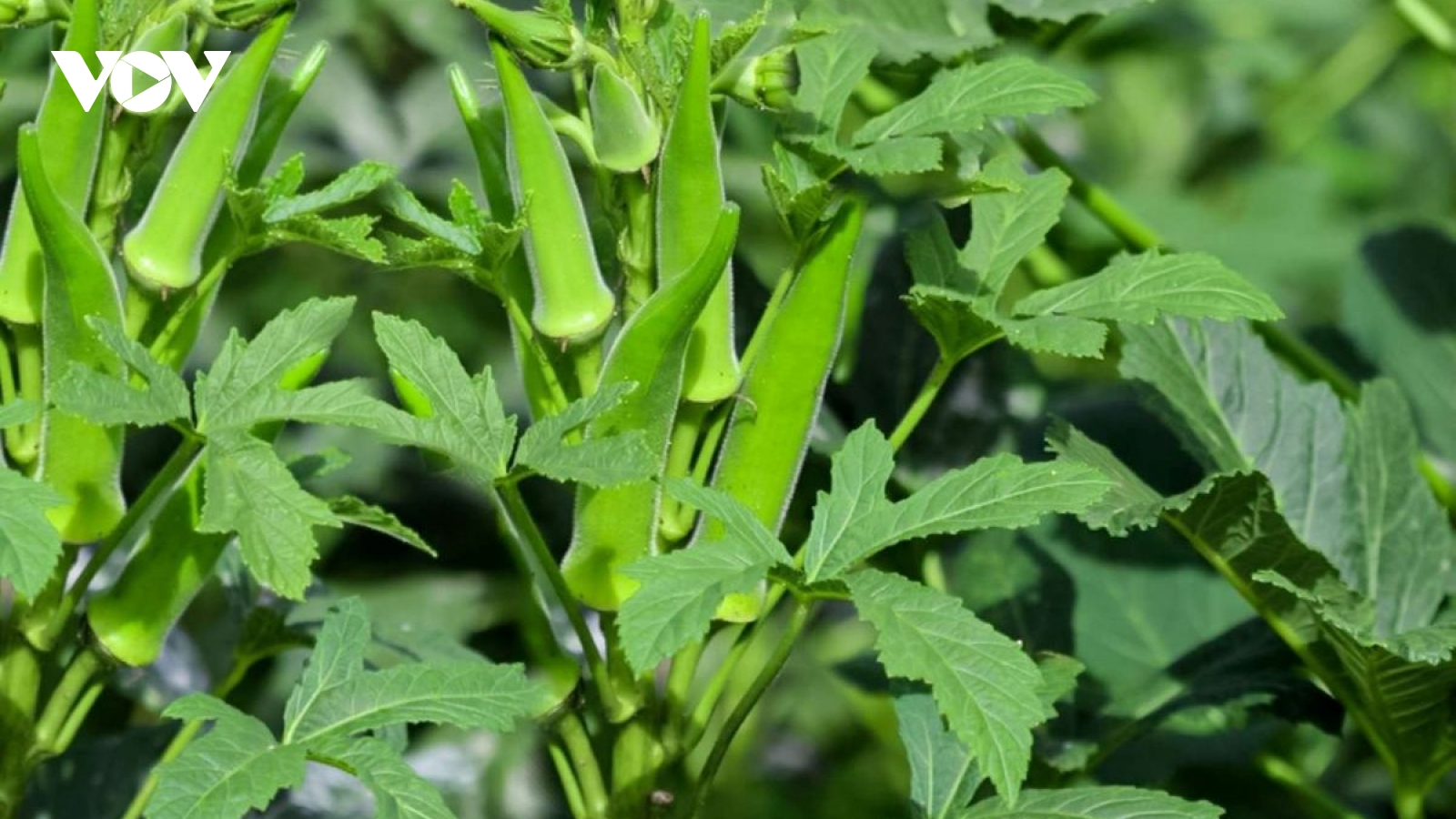 Việt Nam có loại “nhân sâm xanh” giá rẻ, ăn vào bổ máu lại cực tốt cho tim mạch