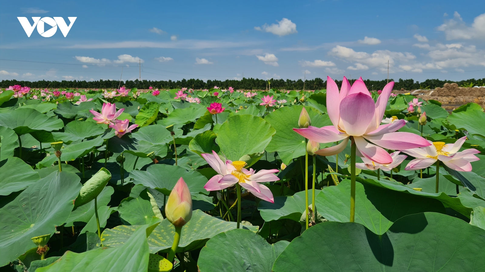 Nông nghiệp sinh thái – chìa khóa để ĐBSCL phát triển bền vững