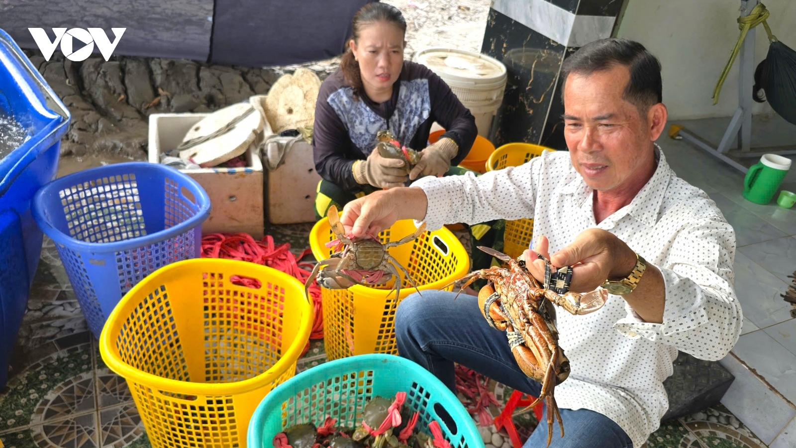 Ngành cua có tiềm năng lớn - Cà Mau có lợi thế dẫn đầu
