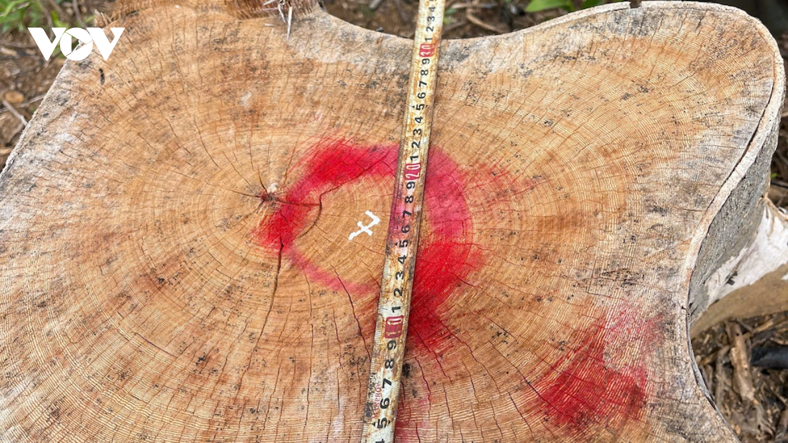 95 ha rừng bị phá trắng, Gia Lai khẩn trương điều tra