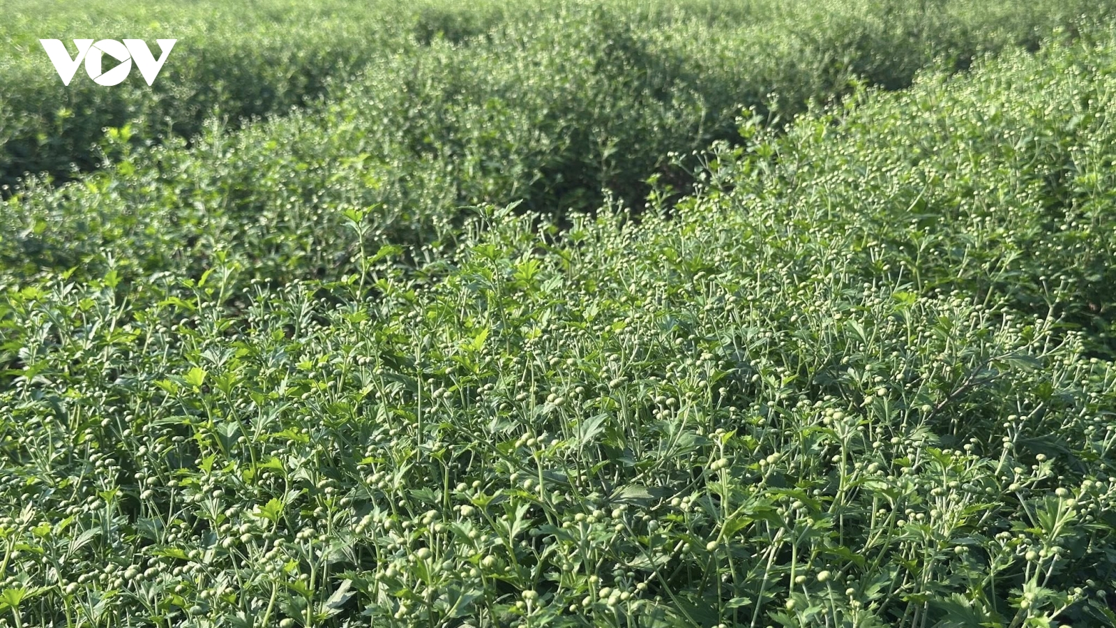 Tăng giá trị nông sản bằng mô hình hợp tác xã nông nghiệp hữu cơ