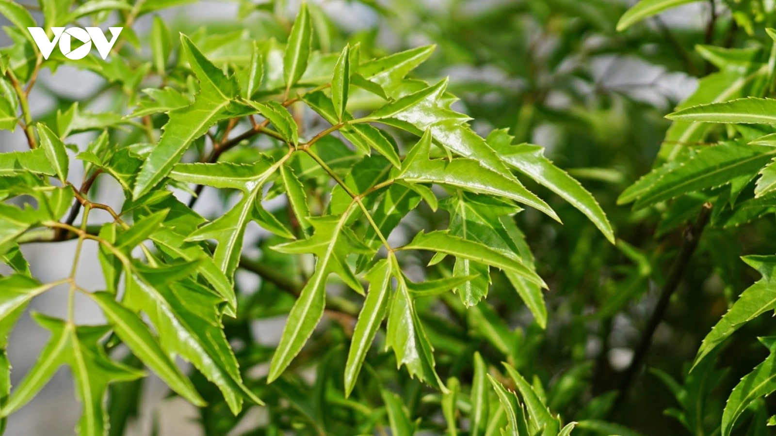 Đinh lăng - cây thuốc quý bổ ngang nhân sâm