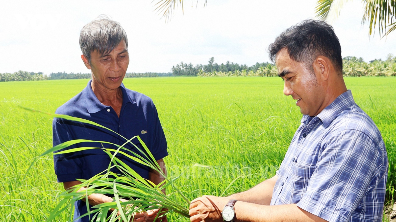 Thạch Chane – Cánh đồng ước mơ nở hoa giữa vùng đất trũng