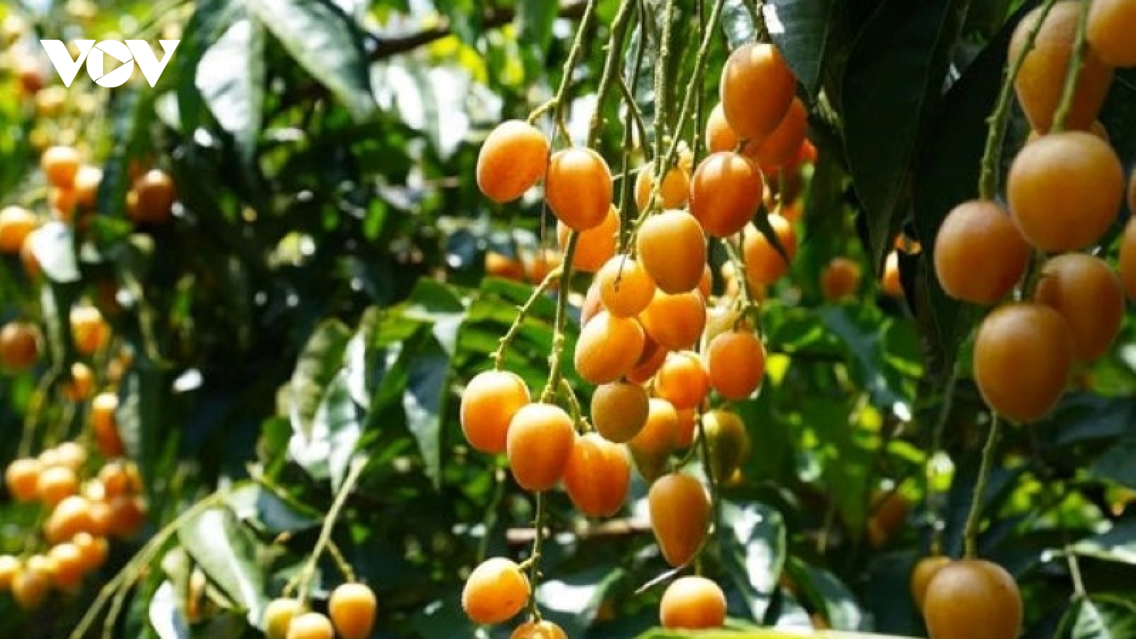 Loại quả bé tí nhiều người tưởng vô dụng lại là "vua trái cây" bổ dưỡng hiếm có