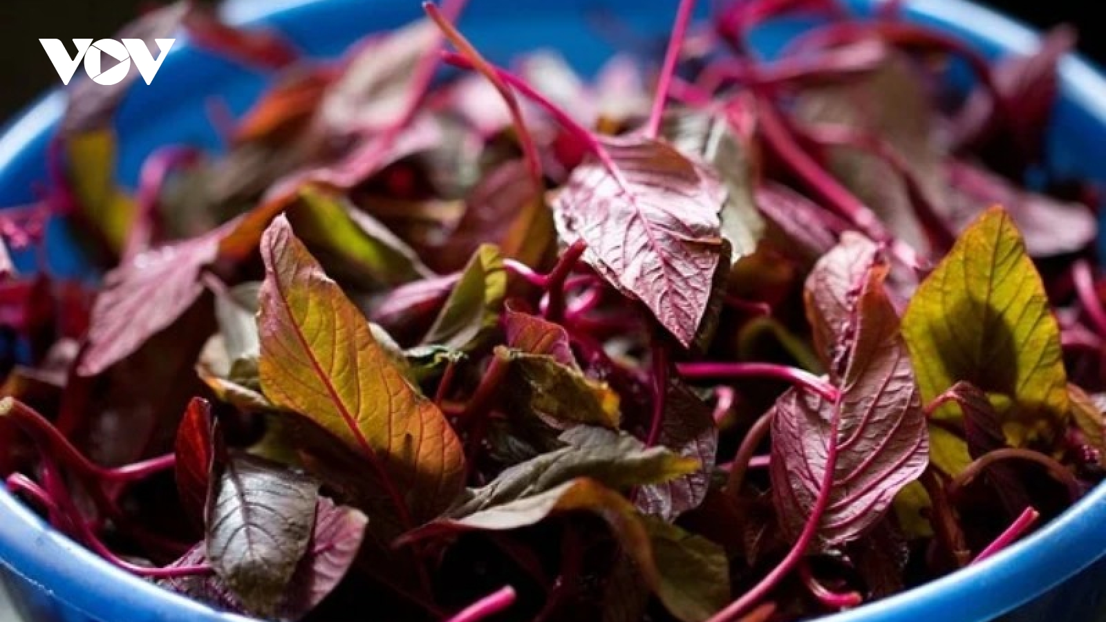 Loại rau bổ hơn thịt bò giá vài nghìn một bó, ăn vào sức khỏe càng thăng hạng