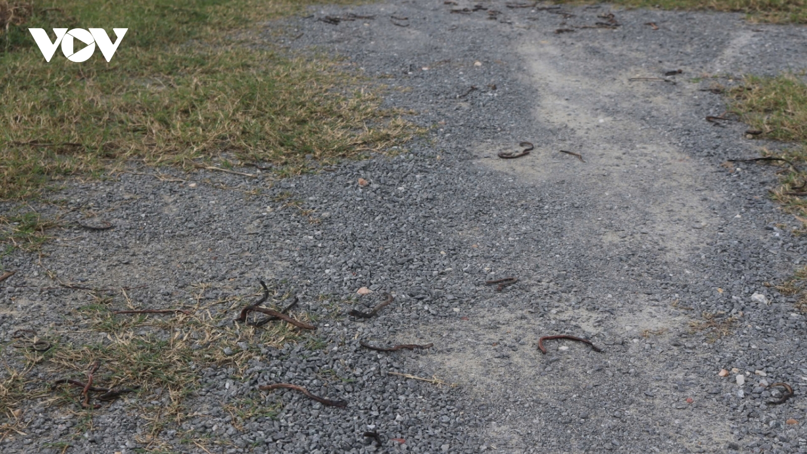 Quảng Trị: Hàng loạt giun đất bò lên mặt đất rồi chết khô