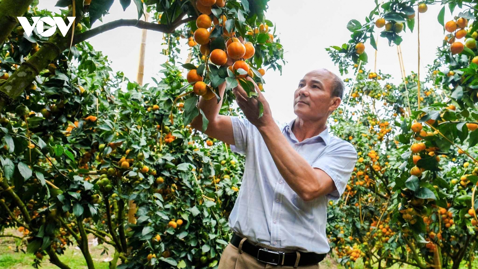 Nông dân Bắc Ninh “đổi đời” nhờ trồng cam, bưởi hữu cơ