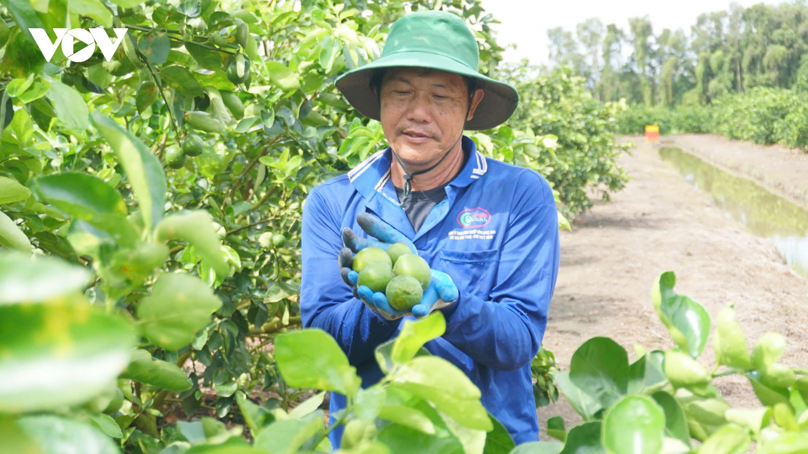 Giá chanh giữ nhịp trước Tết, nhà vườn Tây Ninh phấn khởi