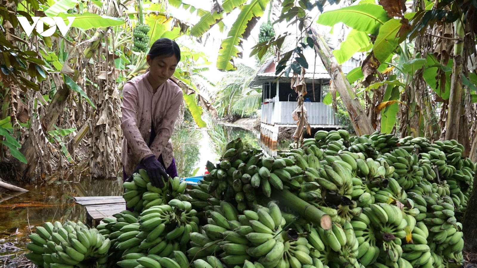 Hơn 44.500 lượt hộ nghèo, chính sách ở Cà Mau được vay vốn ưu đãi