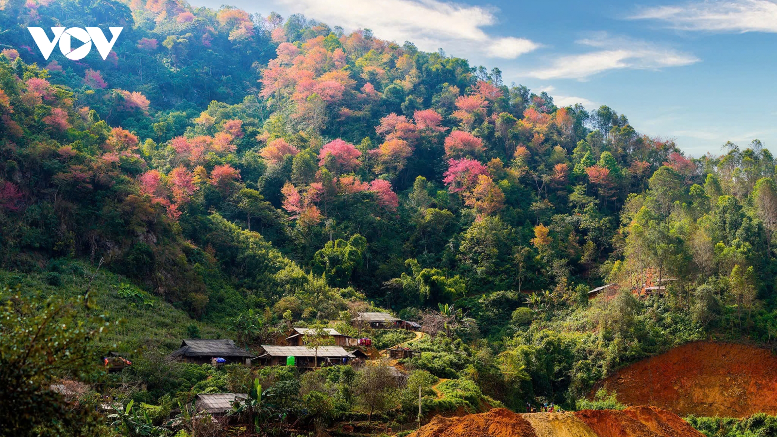 Về với sắc hoa tớ dày bản Cát Lình