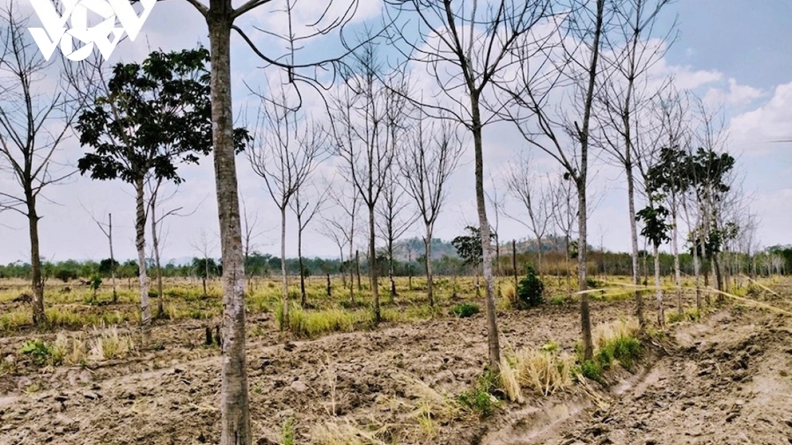 Thu hồi dự án trồng cao su trên đất rừng nghèo của Tập đoàn Đức Long Gia Lai