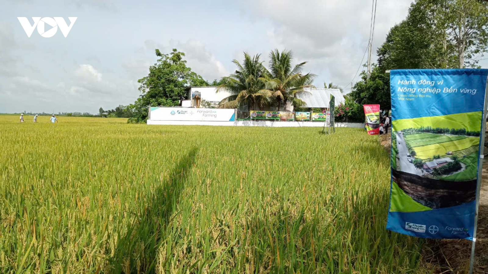 Đề án 1 triệu hecta - định hình con đường phát triển bền vững lúa gạo Việt Nam