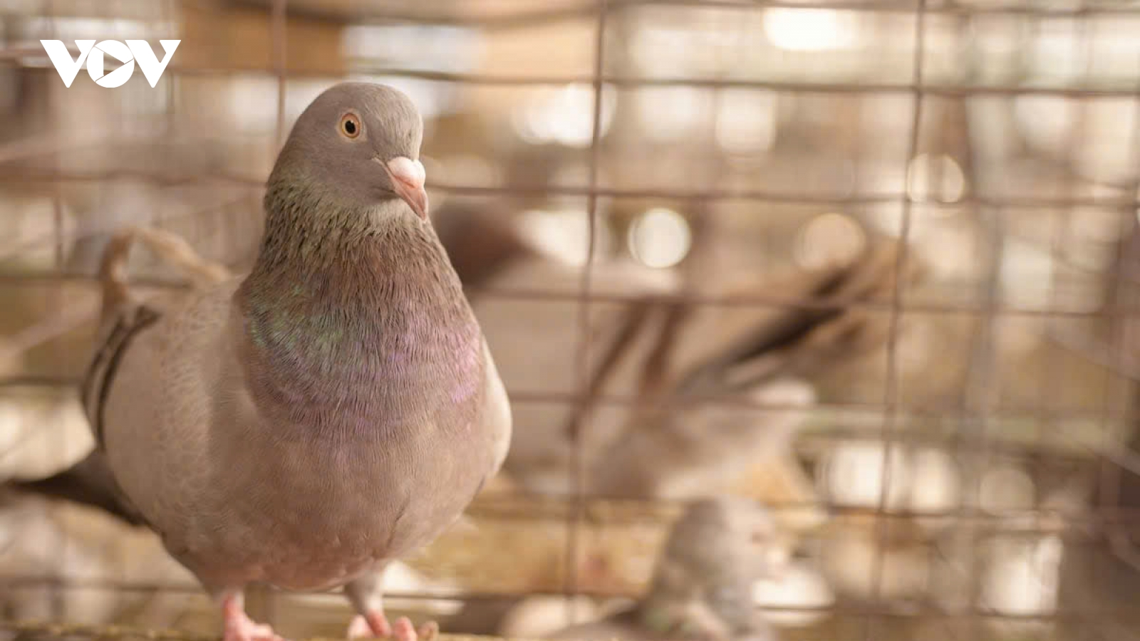 Nông dân đổi đời nhờ nuôi chim bồ câu Pháp