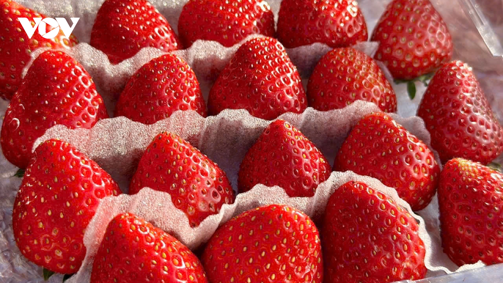 Sơn La xuất khẩu hàng hóa đạt hơn 225 triệu USD trong năm 2025