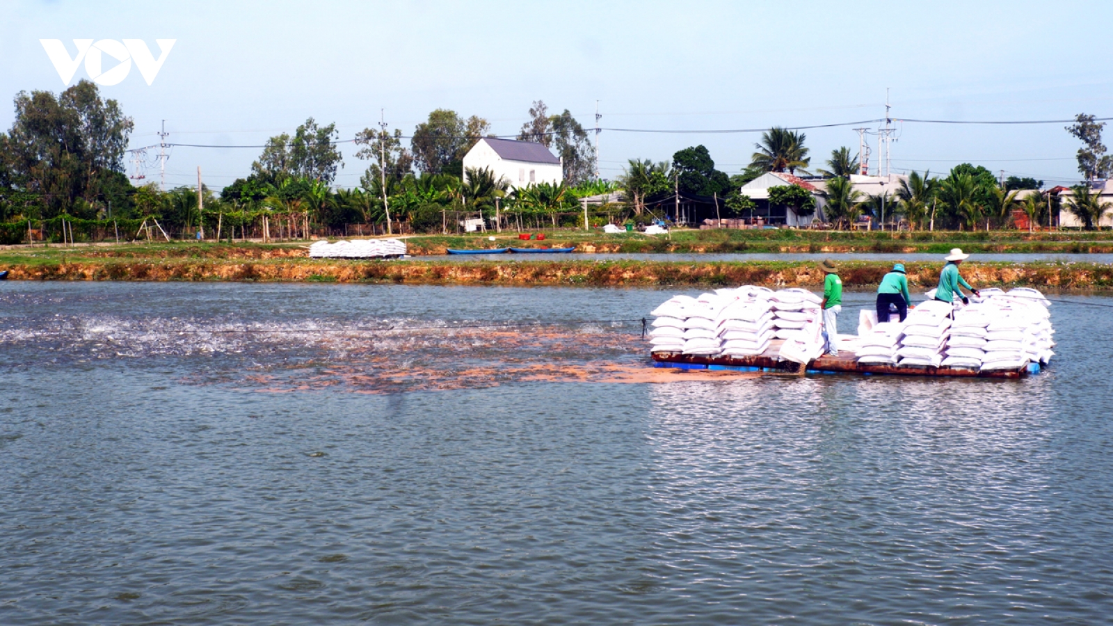 Giá cá tra nguyên liệu tăng vọt, người nuôi ở ĐBSCL hướng về "thời hoàng kim"