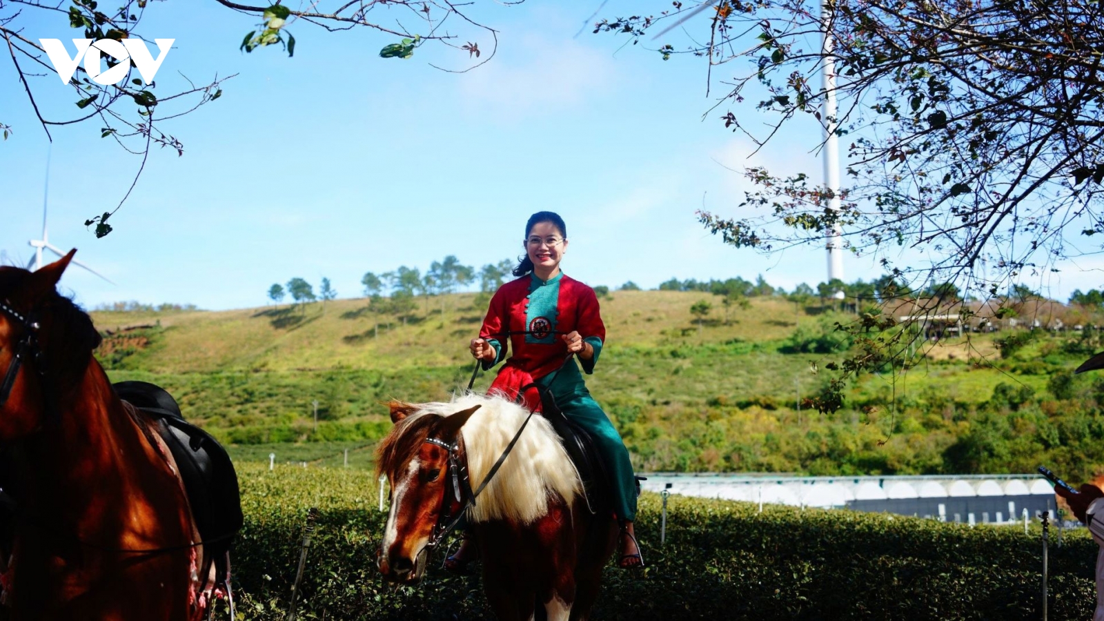 Trải nghiệm cưỡi ngựa ngắm hoa mai anh đào giữa đồi trà Đà Lạt