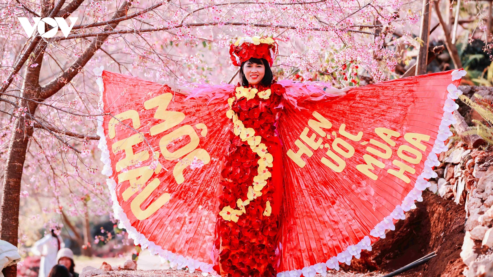 Hoa mai anh đào khoe sắc mời gọi du khách đến với Mộc Châu