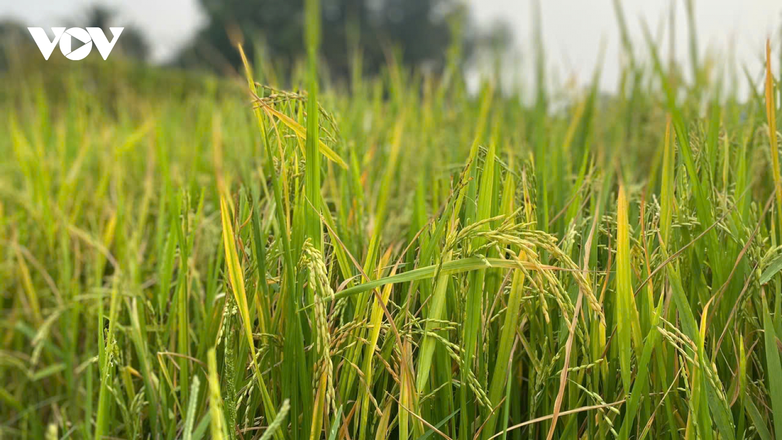 Hạt gạo Việt khẳng định vị thế kinh tế trên thị trường toàn cầu