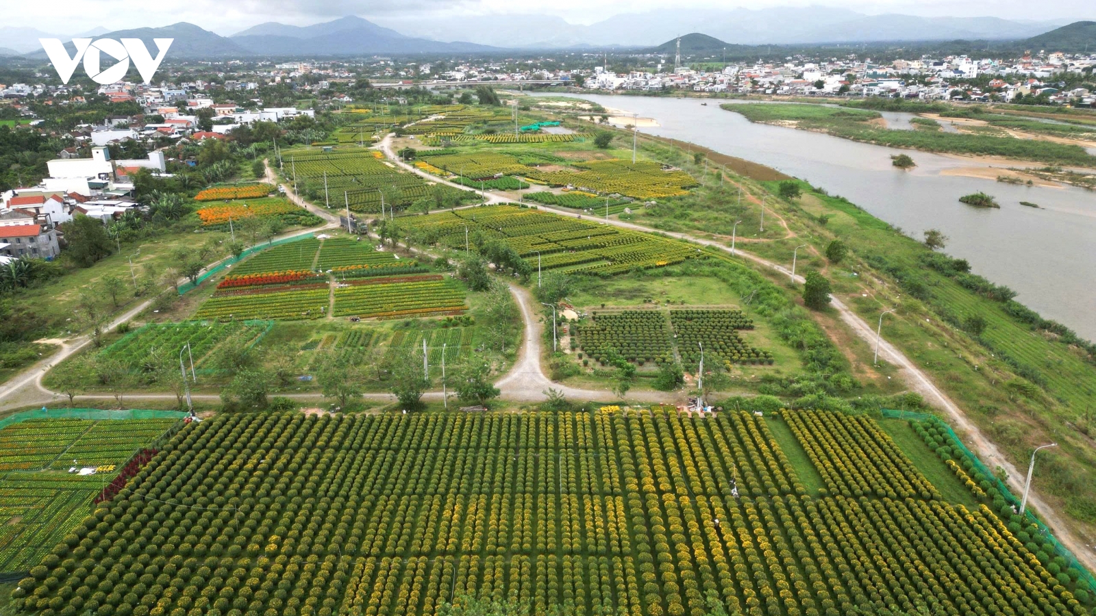 Hoa Tết nở rộ, nông dân Quảng Ngãi được mùa, được giá