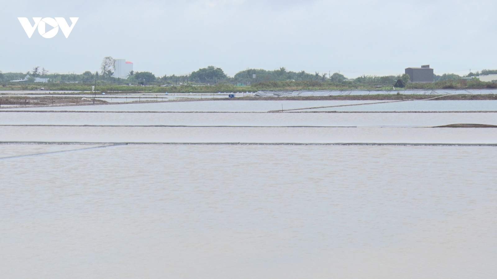 Mưa trái mùa gây thiệt hại nhiều diện tích muối của diêm dân Cà Mau