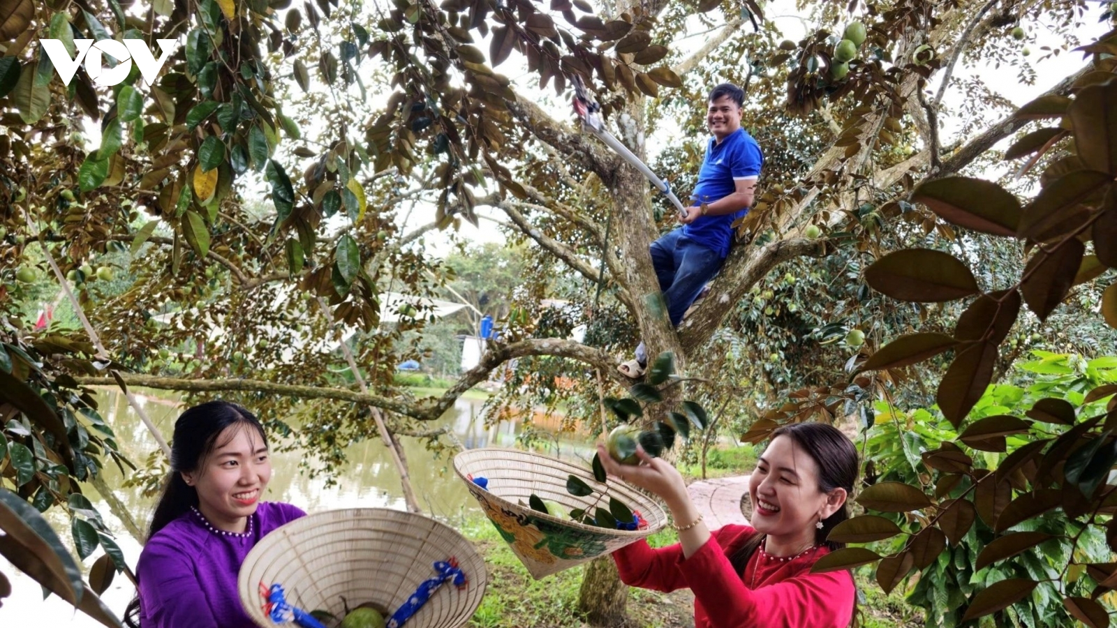 Du xuân ở miệt vườn Phong Điền