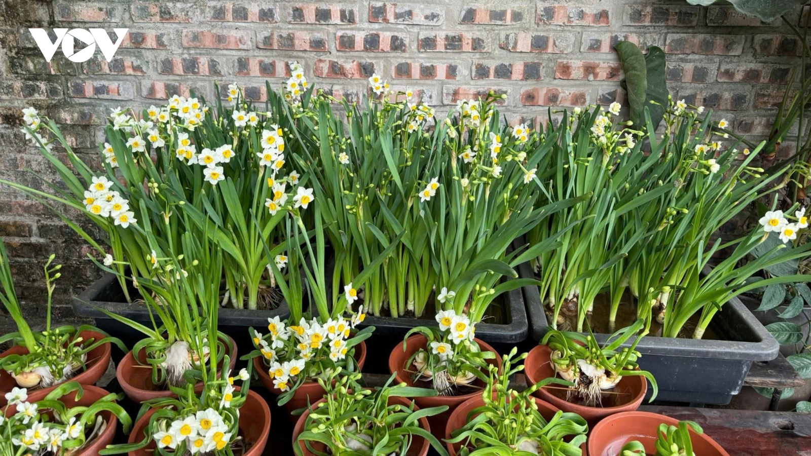 Thú chơi hoa thuỷ tiên - nét thanh tao của người Hà Nội mỗi độ Tết về