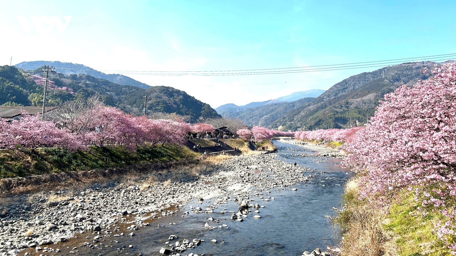 Nhật Bản đón mùa hoa anh đào 2026 sớm hơn thường lệ