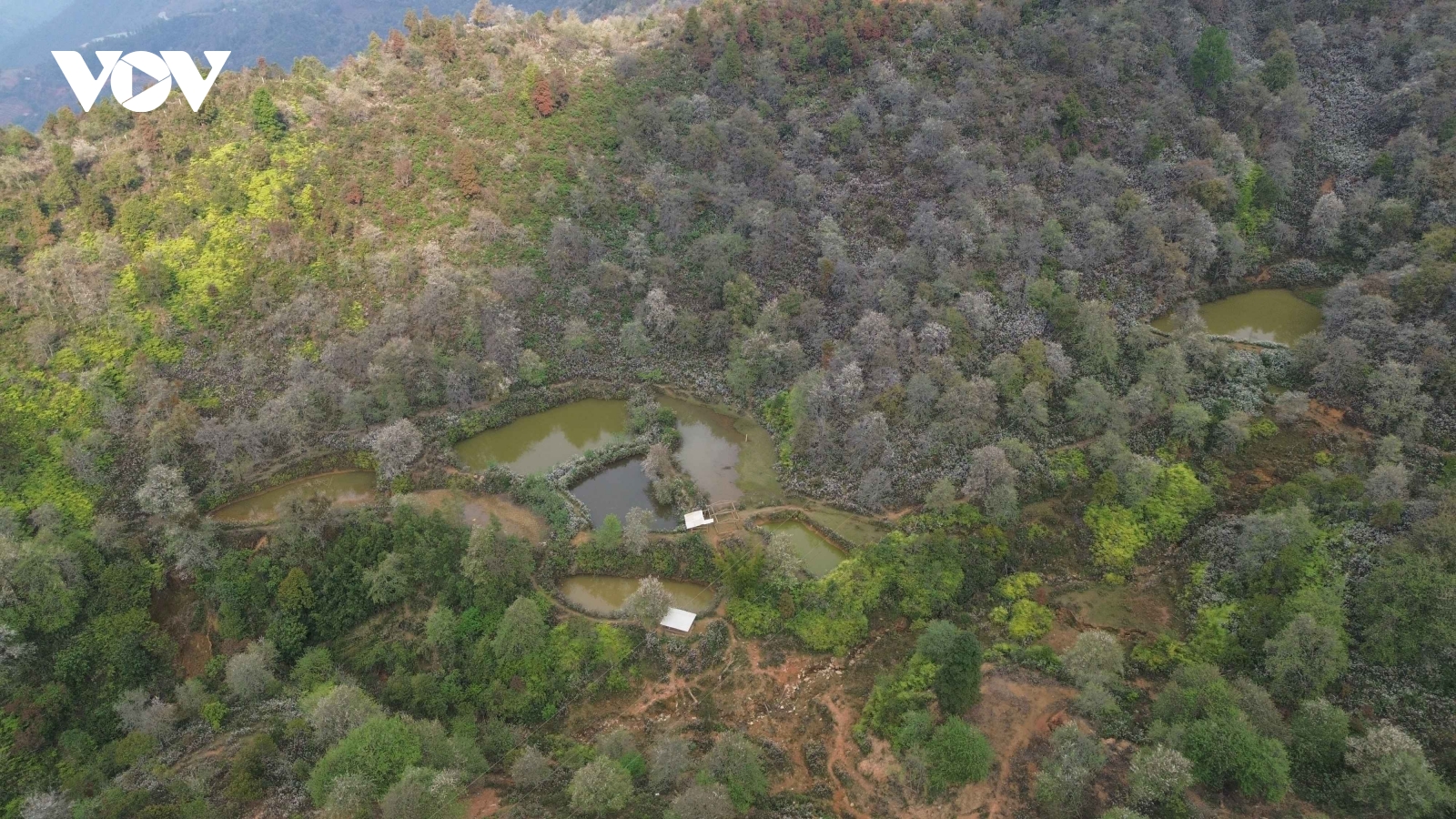 “Thủ phủ” sơn tra nở hoa trắng tinh khôi mời gọi du khách