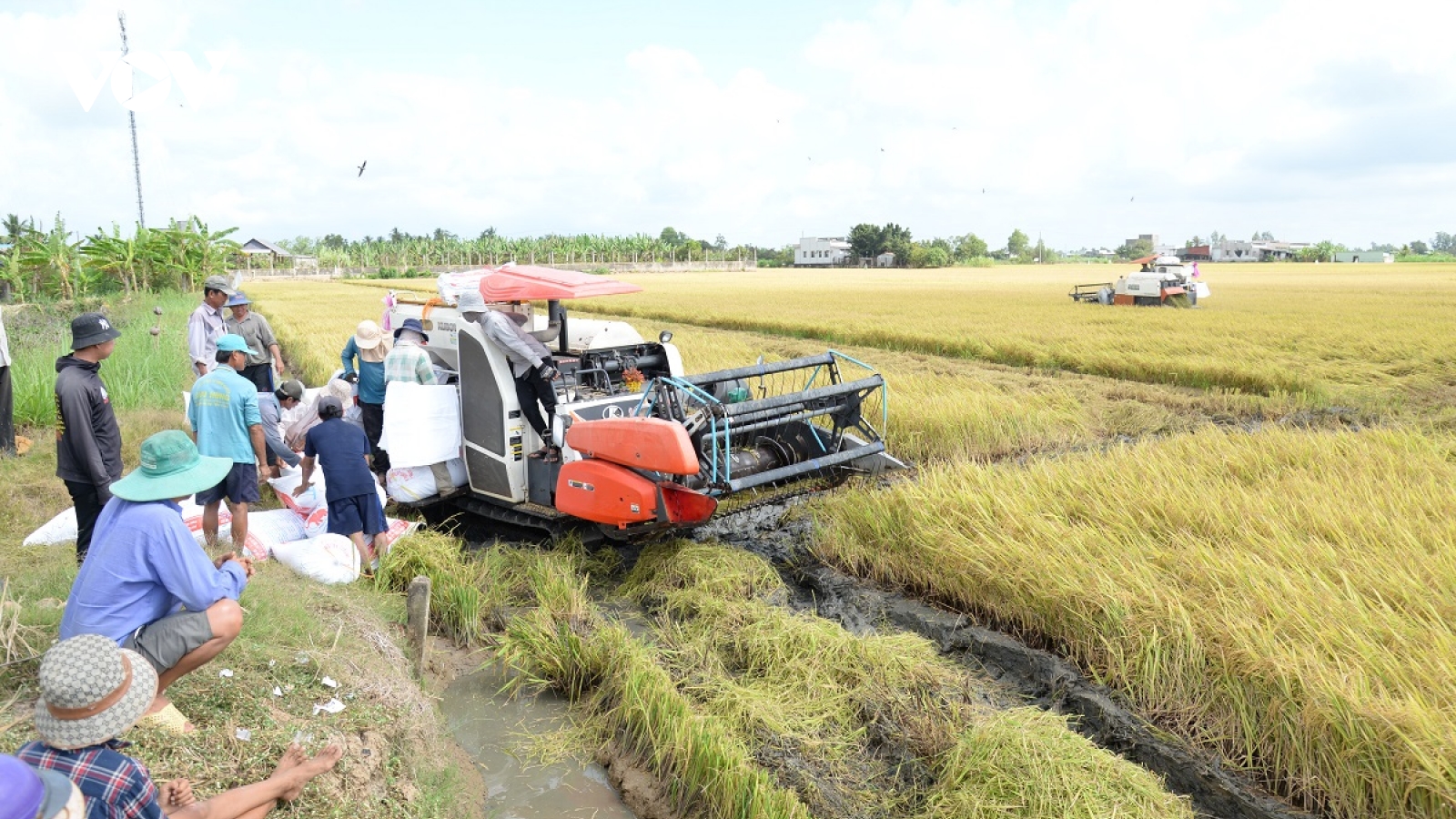 Lúa Đông Xuân ở Đồng Tháp năng suất cao, thoát khỏi hạn mặn